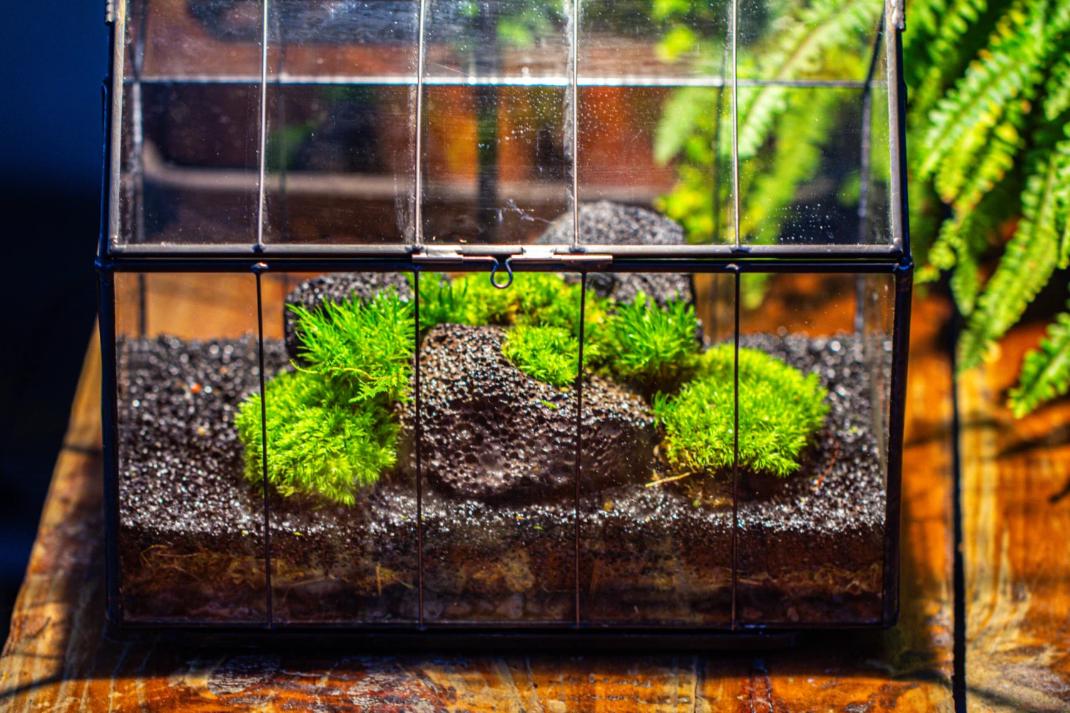 Handmade Vintage Greenhouse Inspired Tin Terrarium With LED Grow Light Set, Closed Glass Planter Set 17 Handmade Vintage Greenhouse Inspired Tin Terrarium With LED Grow Light Set, Closed Glass Planter Set - Image 17