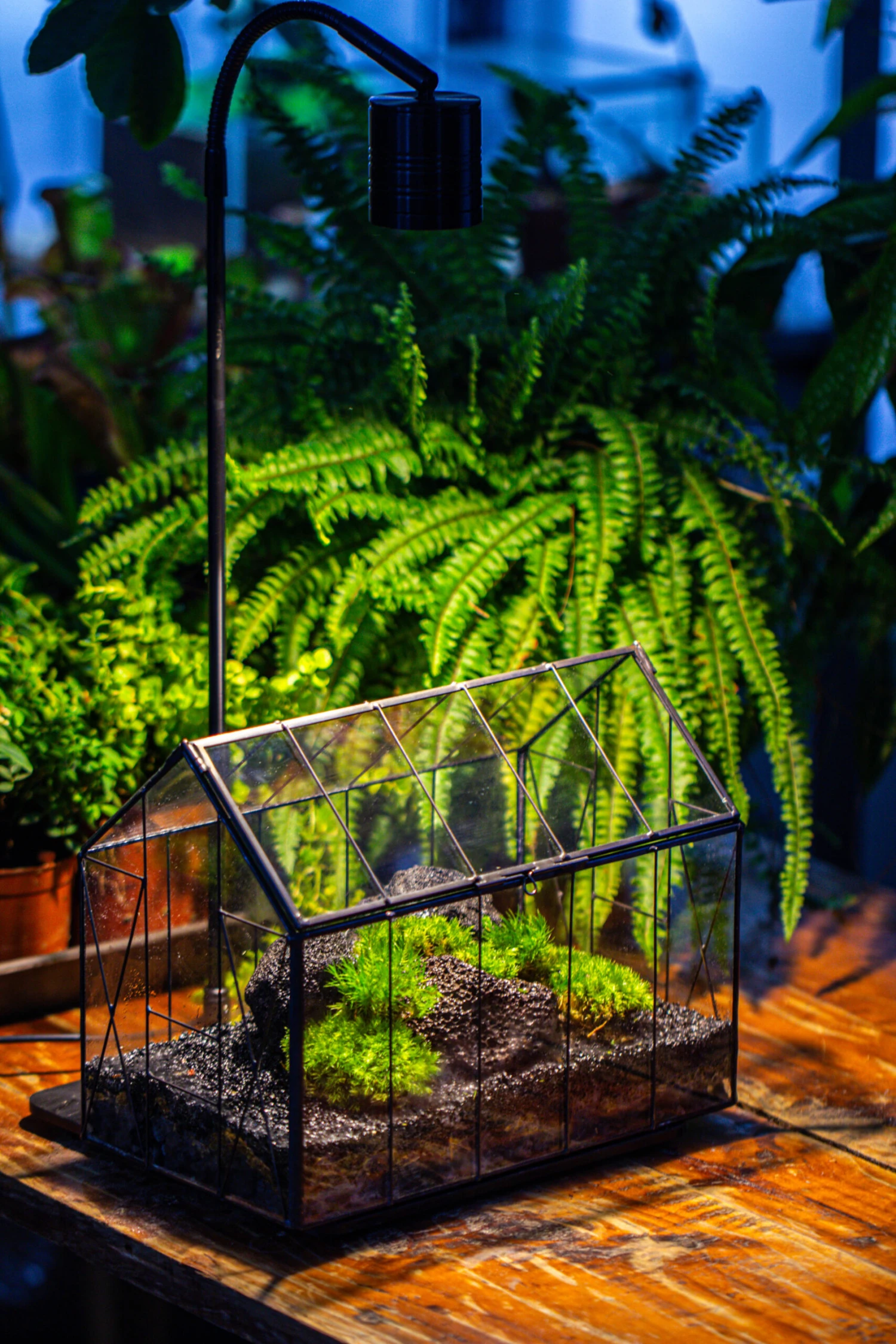 Handmade Vintage Greenhouse Inspired Tin Terrarium With LED Grow Light Set, Closed Glass Planter Set 13 Handmade Vintage Greenhouse Inspired Tin Terrarium With LED Grow Light Set, Closed Glass Planter Set - Image 13
