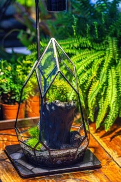 NCYP Irregular Close Geometric Glass Terrarium With Door Tall Teardrop Container Moss Terrarium DIY Building Kit -Glass Plant Store IMG 1137