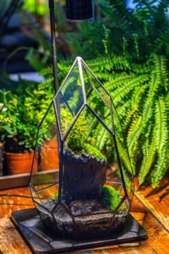 NCYP Irregular Close Geometric Glass Terrarium With Door Tall Teardrop Container Moss Terrarium DIY Building Kit -Glass Plant Store IMG 1138