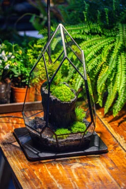 NCYP Irregular Close Geometric Glass Terrarium With Door Tall Teardrop Container Moss Terrarium DIY Building Kit -Glass Plant Store IMG 1140