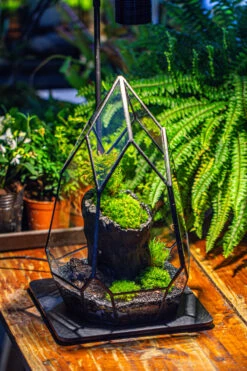 NCYP Irregular Close Geometric Glass Terrarium With Door Tall Teardrop Container Moss Terrarium DIY Building Kit -Glass Plant Store IMG 1141