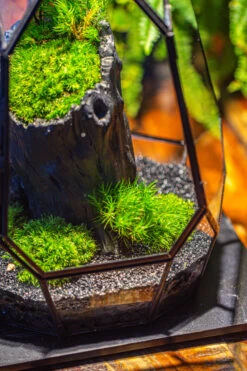 Small Black Tree Stump Like Planter, For Terrarium, Microlandscape -Glass Plant Store IMG 1149