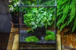 8x8x10" Tin And Glass Terrarium Kit, Tree And Moss Land 39 8x8x10" Tin And Glass Terrarium Kit, Tree And Moss Land -Glass Plant Store IMG 1207
