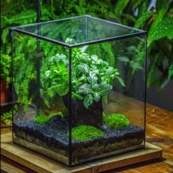 8x8x10" Tin And Glass Terrarium Kit, Tree And Moss Land