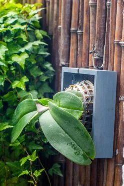 Environment Friendly Detachable Plastic Ball For Easy Moss Ball, Hanging Planters, Wall Mounted Planting Idea, Suitable For Orchid, Staghorn Fern 30 Sets -Glass Plant Store IMG 1253