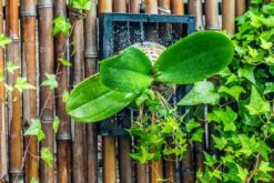 Environment Friendly Detachable Plastic Ball For Easy Moss Ball, Hanging Planters, Wall Mounted Planting Idea, Suitable For Orchid, Staghorn Fern 30 Sets -Glass Plant Store IMG 1266