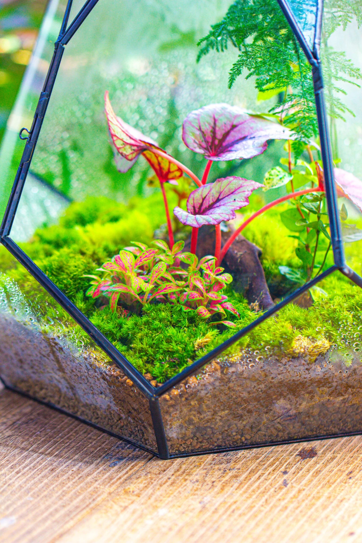 Large 16" Tall And Wide Teardrop Tin And Glass Terrarium, Close, With Door 14 Large 16" Tall And Wide Teardrop Tin And Glass Terrarium, Close, With Door - Image 14