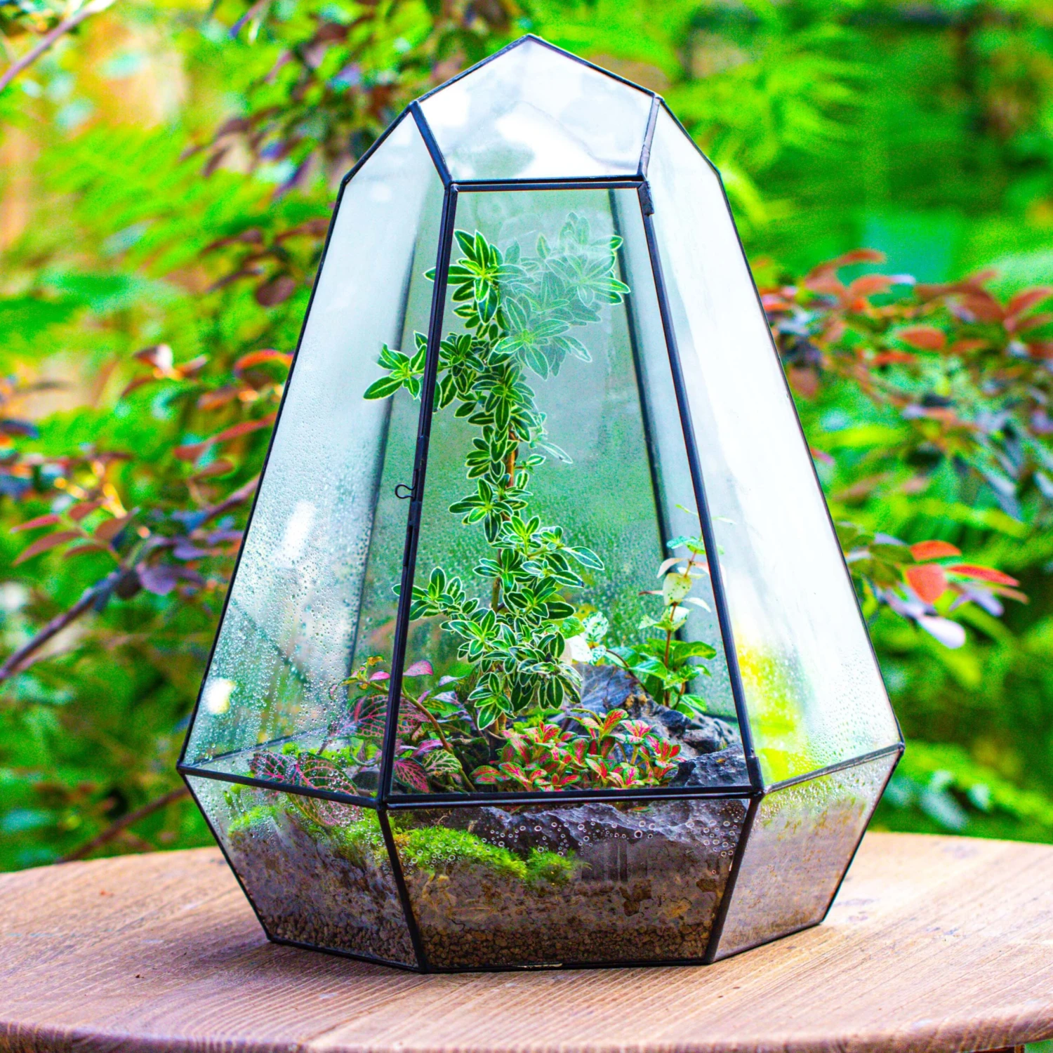 Large 16" Tall And Wide 6 Sided Cone Tin And Glass Terrarium, Close, With Door 1 Large 16" Tall And Wide 6 Sided Cone Tin And Glass Terrarium, Close, With Door