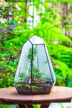 Large 16" Tall And Wide 6 Sided Cone Tin And Glass Terrarium, Close, With Door 24 Large 16" Tall And Wide 6 Sided Cone Tin And Glass Terrarium, Close, With Door -Glass Plant Store IMG 1330 1