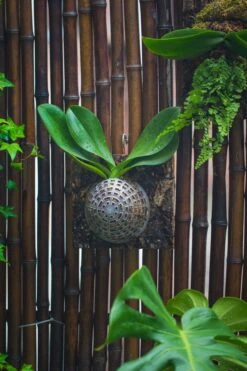 Environment Friendly Detachable Plastic Ball For Easy Moss Ball, Hanging Planters, Wall Mounted Planting Idea, Suitable For Orchid, Staghorn Fern 30 Sets -Glass Plant Store IMG 1330