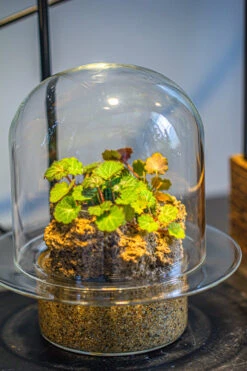 Natural Limestone Rock For Moss, Bonsai, Hydroponic Planting, 500-700G 20 Natural Limestone Rock For Moss, Bonsai, Hydroponic Planting, 500-700G -Glass Plant Store IMG 1338