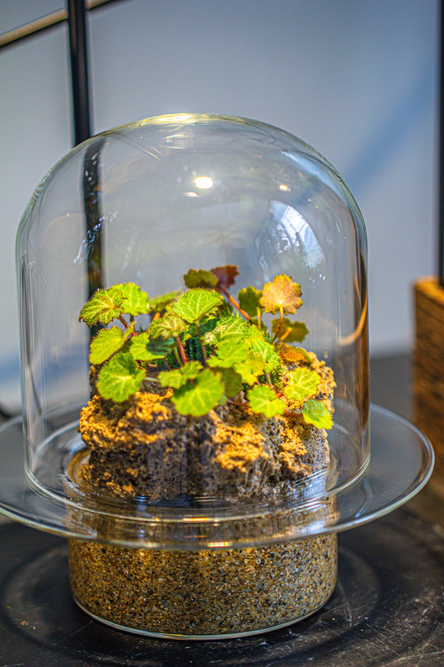 Natural Limestone Rock For Moss, Bonsai, Hydroponic Planting, 500-700G 8 Natural Limestone Rock For Moss, Bonsai, Hydroponic Planting, 500-700G - Image 8