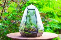 Large 16" Tall And Wide 6 Sided Cone Tin And Glass Terrarium, Close, With Door 28 Large 16" Tall And Wide 6 Sided Cone Tin And Glass Terrarium, Close, With Door -Glass Plant Store IMG 1341 4afdd89b ad0e 4ab2 aef0 8e45e9409e7b
