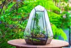 Large 16" Tall And Wide 6 Sided Cone Tin And Glass Terrarium, Close, With Door 25 Large 16" Tall And Wide 6 Sided Cone Tin And Glass Terrarium, Close, With Door -Glass Plant Store IMG 1342 dcdde929 1264 4c67 9628 2c7329084e67