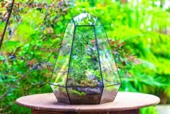 Large 16" Tall And Wide 6 Sided Cone Tin And Glass Terrarium, Close, With Door 31 Large 16" Tall And Wide 6 Sided Cone Tin And Glass Terrarium, Close, With Door -Glass Plant Store IMG 1343 6493b8d5 d305 4ec8 a405 44123c7cdecc