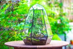 Large 16" Tall And Wide 6 Sided Cone Tin And Glass Terrarium, Close, With Door 33 Large 16" Tall And Wide 6 Sided Cone Tin And Glass Terrarium, Close, With Door -Glass Plant Store IMG 1345 85abeb35 6aee 4951 a202 8306a34e34bf