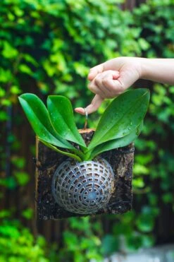 Environment Friendly Detachable Plastic Ball For Easy Moss Ball, Hanging Planters, Wall Mounted Planting Idea, Suitable For Orchid, Staghorn Fern 30 Sets -Glass Plant Store IMG 1347