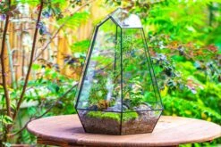 Large 16" Tall And Wide 6 Sided Cone Tin And Glass Terrarium, Close, With Door 30 Large 16" Tall And Wide 6 Sided Cone Tin And Glass Terrarium, Close, With Door -Glass Plant Store IMG 1347 a232b59c 859b 4846 a10e 90e5abe7dc14