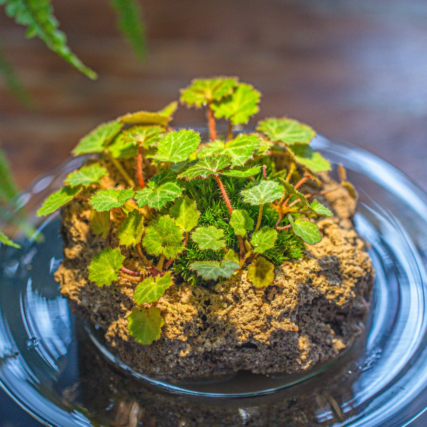 Natural Limestone Rock For Moss, Bonsai, Hydroponic Planting, 500-700G 2 Natural Limestone Rock For Moss, Bonsai, Hydroponic Planting, 500-700G - Image 2