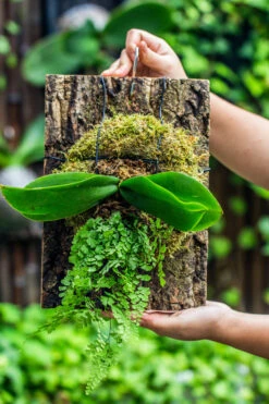 Dried Moss, 24L For DIY, Terrarium Building, Microlandscape, Orchid, Fern, Vertical Gardening 38 Dried Moss, 24L For DIY, Terrarium Building, Microlandscape, Orchid, Fern, Vertical Gardening -Glass Plant Store IMG 1356