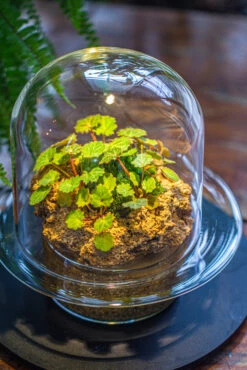 Natural Limestone Rock For Moss, Bonsai, Hydroponic Planting, 500-700G 21 Natural Limestone Rock For Moss, Bonsai, Hydroponic Planting, 500-700G -Glass Plant Store IMG 1359 611791a2 5964 417a 8d75 ef7b5c422a56