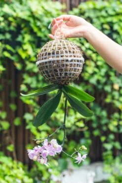 Environment Friendly Detachable Plastic Ball For Easy Moss Ball, Hanging Planters, Wall Mounted Planting Idea, Suitable For Orchid, Staghorn Fern 30 Sets -Glass Plant Store IMG 1368