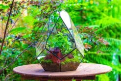 16" Large Teardrop Geometric Terrarium, Close 25 16" Large Teardrop Geometric Terrarium, Close -Glass Plant Store IMG 1383