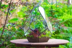 16" Large Teardrop Geometric Terrarium, Close 26 16" Large Teardrop Geometric Terrarium, Close -Glass Plant Store IMG 1384