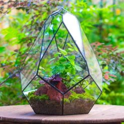 16" Large Teardrop Geometric Terrarium, Close 22 16" Large Teardrop Geometric Terrarium, Close -Glass Plant Store IMG 1384 1 f0f07a0d 1fa1 4de5 813a 37569f655fd4
