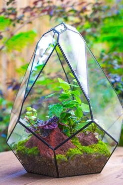 16" Large Teardrop Geometric Terrarium, Close 28 16" Large Teardrop Geometric Terrarium, Close -Glass Plant Store IMG 1386