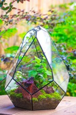 16" Large Teardrop Geometric Terrarium, Close 29 16" Large Teardrop Geometric Terrarium, Close -Glass Plant Store IMG 1387