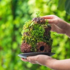 5-8cm Red Horticultural Lava Rock Volcanic Rock For Terrarium, Bonsai Landscape, 500g 24 5-8cm Red Horticultural Lava Rock Volcanic Rock For Terrarium, Bonsai Landscape, 500g -Glass Plant Store IMG 1400 2