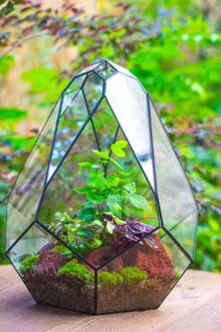 16" Large Teardrop Geometric Terrarium, Close 36 16" Large Teardrop Geometric Terrarium, Close -Glass Plant Store IMG 1403