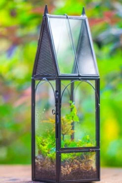 Mini Tall House Shape Jumping Spider Terrarium 24 Mini Tall House Shape Jumping Spider Terrarium -Glass Plant Store IMG 1448