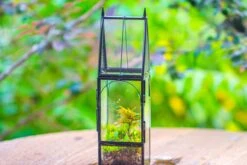 Mini Tall House Shape Jumping Spider Terrarium 30 Mini Tall House Shape Jumping Spider Terrarium -Glass Plant Store IMG 1452