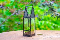 Mini Tall House Shape Jumping Spider Terrarium 35 Mini Tall House Shape Jumping Spider Terrarium -Glass Plant Store IMG 1458