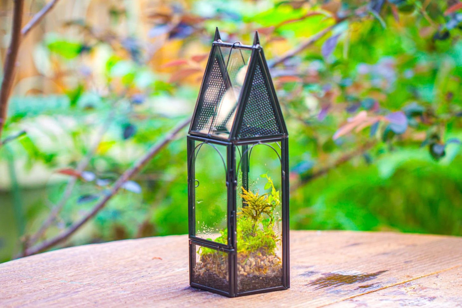 Mini Tall House Shape Jumping Spider Terrarium 18 Mini Tall House Shape Jumping Spider Terrarium - Image 18