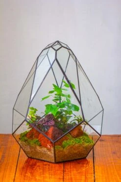 16" Large Teardrop Geometric Terrarium, Close 39 16" Large Teardrop Geometric Terrarium, Close -Glass Plant Store IMG 1503 1
