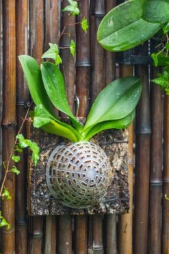 Environment Friendly Detachable Plastic Ball For Easy Moss Ball, Hanging Planters, Wall Mounted Planting Idea, Suitable For Orchid, Staghorn Fern 30 Sets -Glass Plant Store IMG 1503