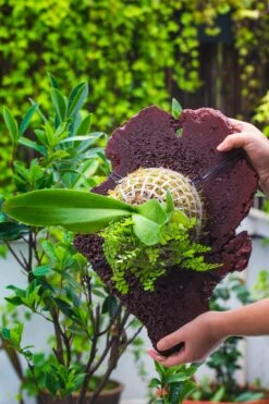 Environment Friendly Detachable Plastic Ball For Easy Moss Ball, Hanging Planters, Wall Mounted Planting Idea, Suitable For Orchid, Staghorn Fern 30 Sets -Glass Plant Store IMG 1529