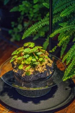 Natural Limestone Rock For Moss, Bonsai, Hydroponic Planting, 500-700G 22 Natural Limestone Rock For Moss, Bonsai, Hydroponic Planting, 500-700G -Glass Plant Store IMG 1564 0865e57d a5e5 43b1 afe3 6fe49b78411e