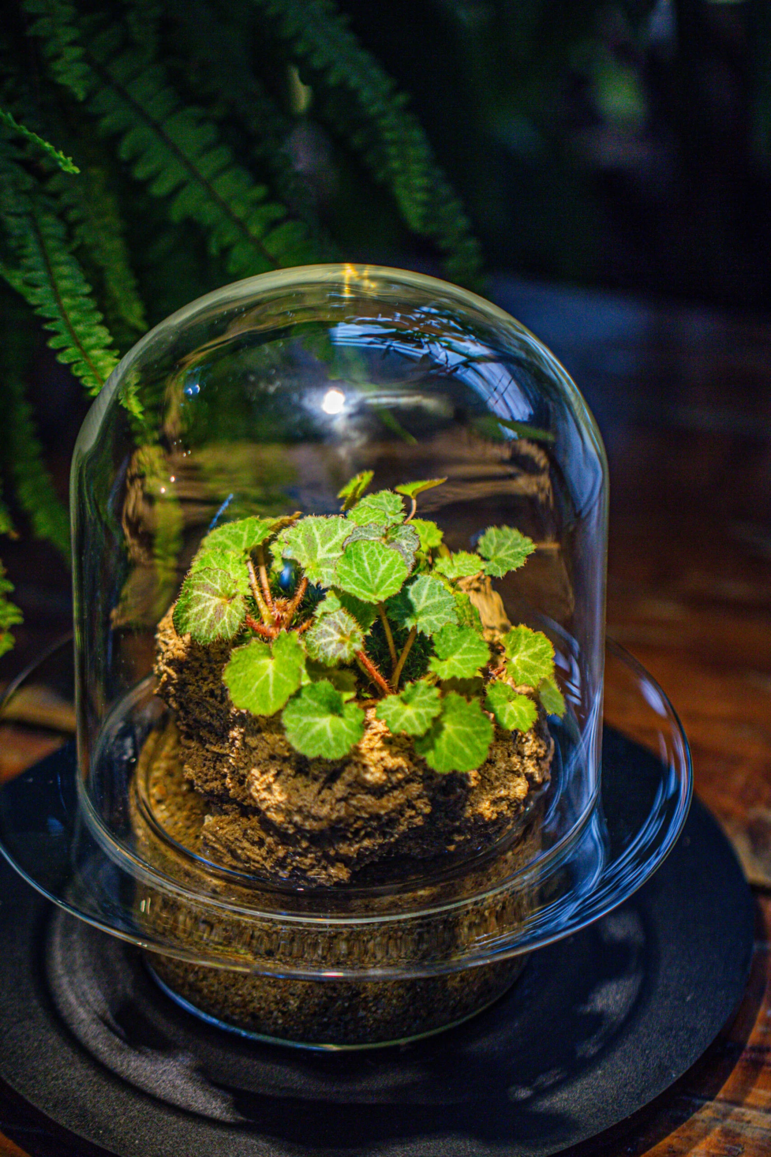 Natural Limestone Rock For Moss, Bonsai, Hydroponic Planting, 500-700G 11 Natural Limestone Rock For Moss, Bonsai, Hydroponic Planting, 500-700G - Image 11