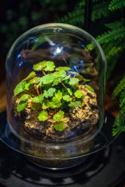 Natural Limestone Rock For Moss, Bonsai, Hydroponic Planting, 500-700G 24 Natural Limestone Rock For Moss, Bonsai, Hydroponic Planting, 500-700G -Glass Plant Store IMG 1586