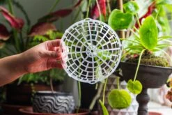 Environment Friendly Detachable Plastic Ball For Easy Moss Ball, Hanging Planters, Wall Mounted Planting Idea, Suitable For Orchid, Staghorn Fern 30 Sets -Glass Plant Store IMG 1625