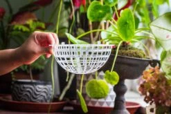 Environment Friendly Detachable Plastic Ball For Easy Moss Ball, Hanging Planters, Wall Mounted Planting Idea, Suitable For Orchid, Staghorn Fern 30 Sets -Glass Plant Store IMG 1626