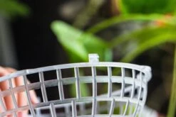 Environment Friendly Detachable Plastic Ball For Easy Moss Ball, Hanging Planters, Wall Mounted Planting Idea, Suitable For Orchid, Staghorn Fern 30 Sets -Glass Plant Store IMG 1628