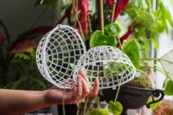 Environment Friendly Detachable Plastic Ball For Easy Moss Ball, Hanging Planters, Wall Mounted Planting Idea, Suitable For Orchid, Staghorn Fern 30 Sets -Glass Plant Store IMG 1630