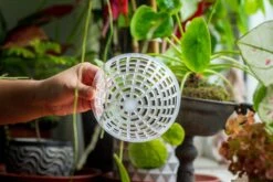 Environment Friendly Detachable Plastic Ball For Easy Moss Ball, Hanging Planters, Wall Mounted Planting Idea, Suitable For Orchid, Staghorn Fern 30 Sets -Glass Plant Store IMG 1631