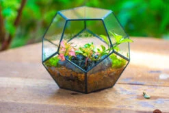 Handmade Silver Black Various Size Pentagon Glass Geometric Terrarium For Succulents Airplants Cacti -Glass Plant Store IMG 1801